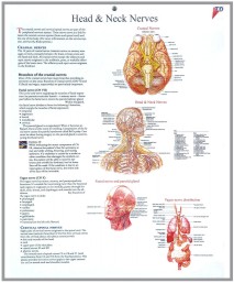 human fetal circulation